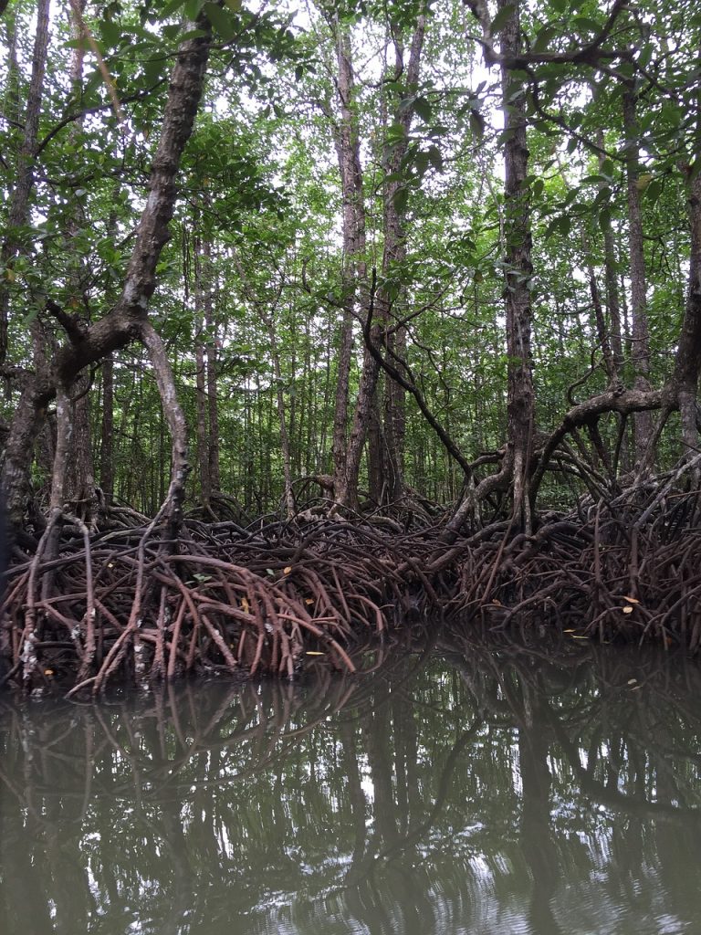 mangrove, philippines, trees